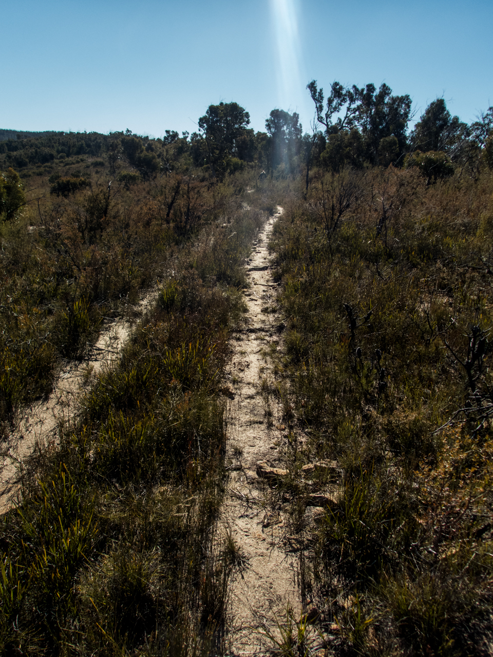 dumbano fire trail-10.jpg