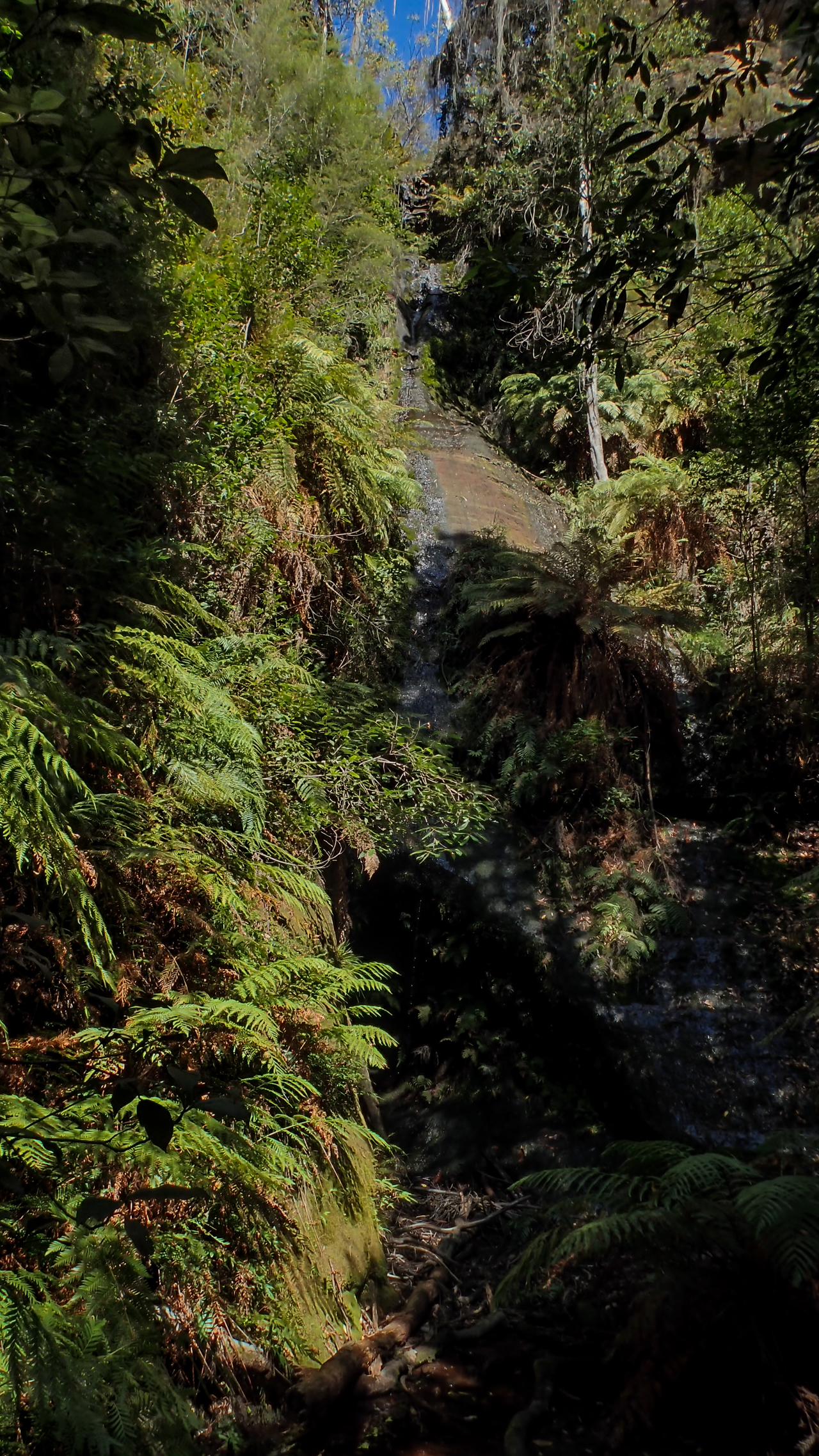 coachwood rocky creek-1.jpg