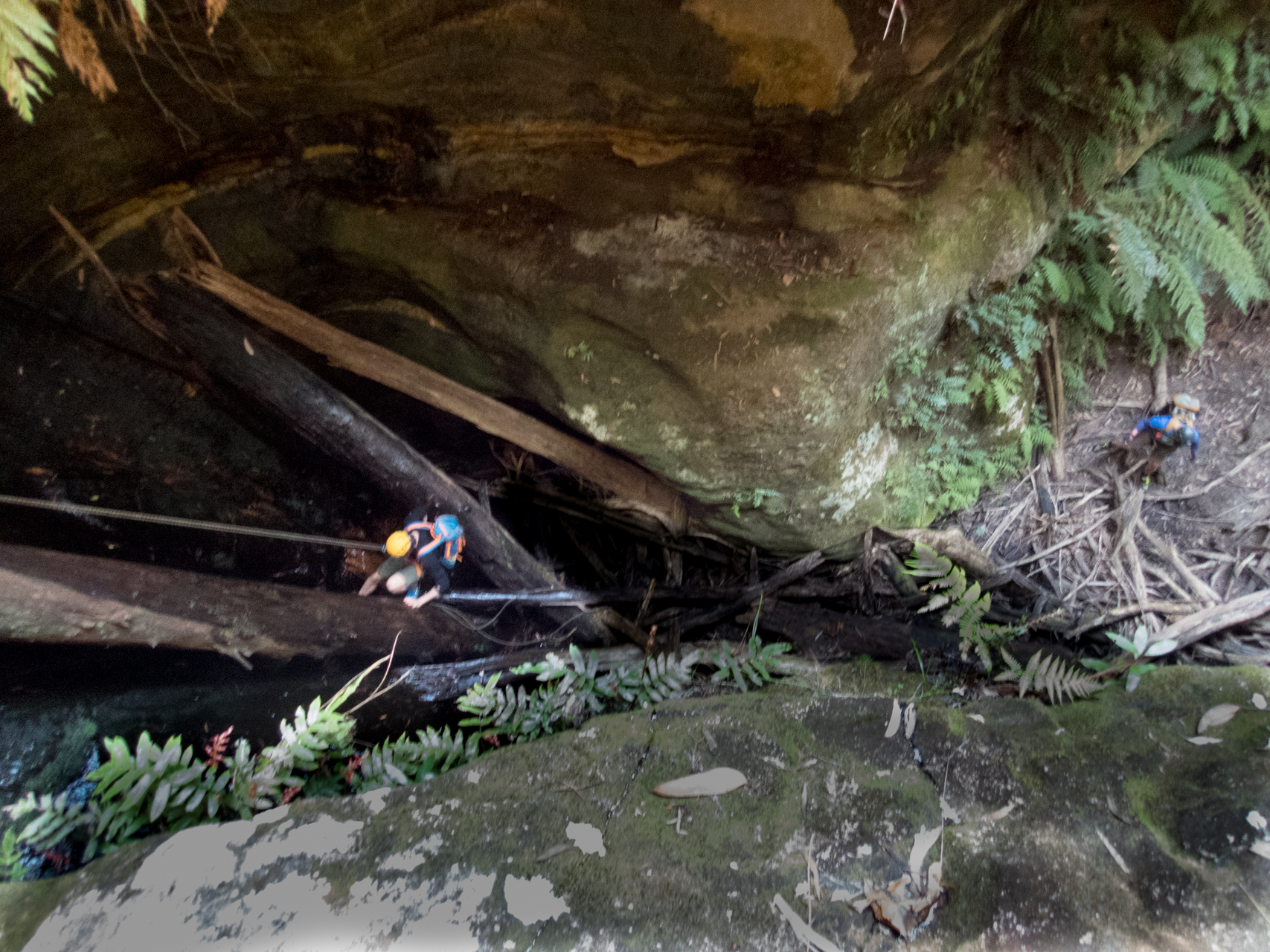 coachwood rocky creek-15.jpg