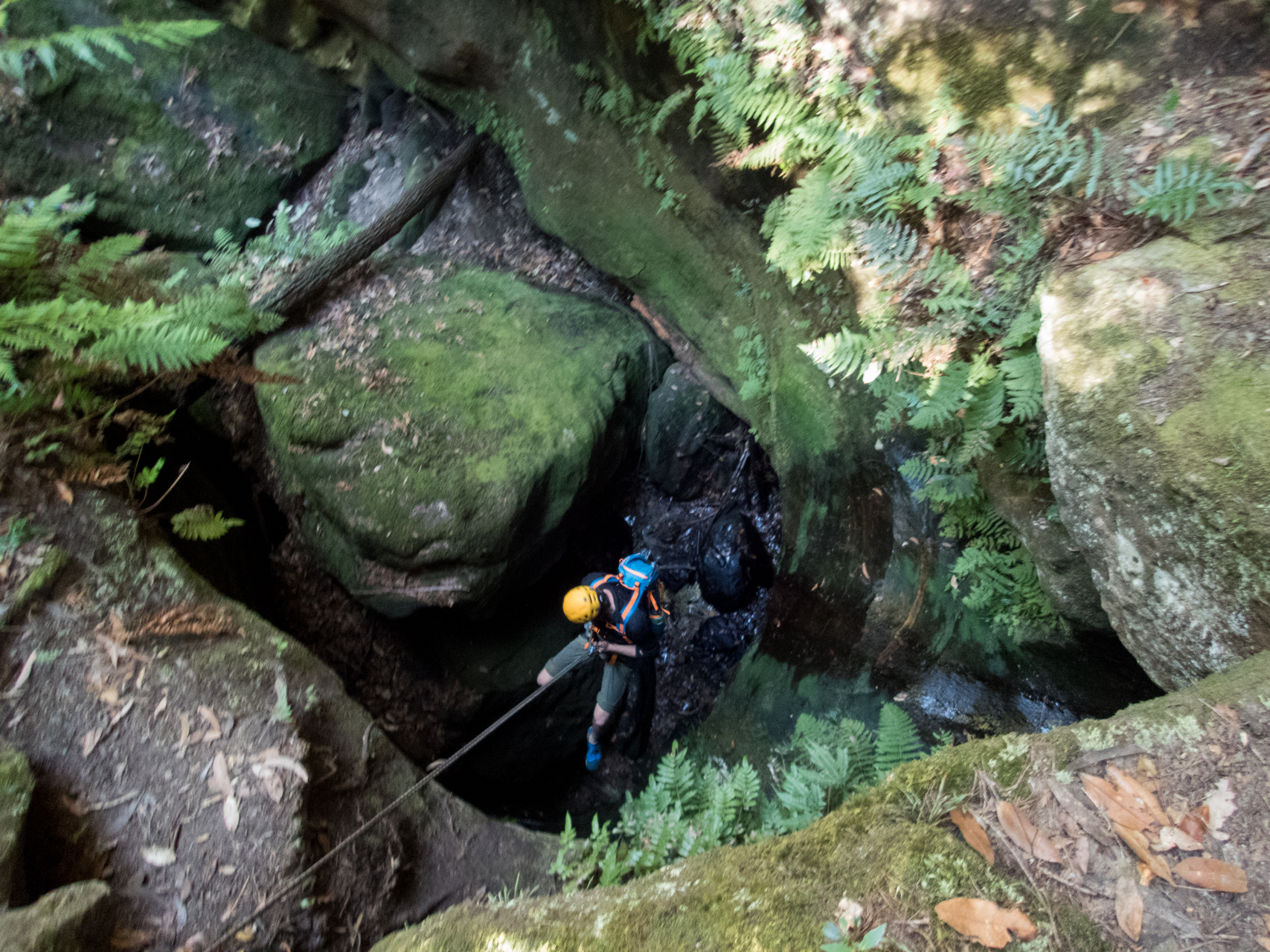 coachwood rocky creek-19.jpg