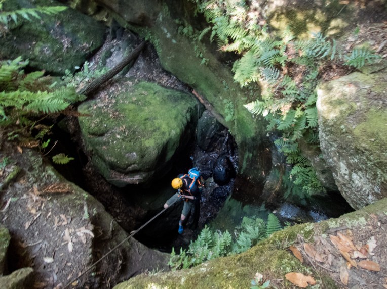 coachwood rocky creek-19.jpg