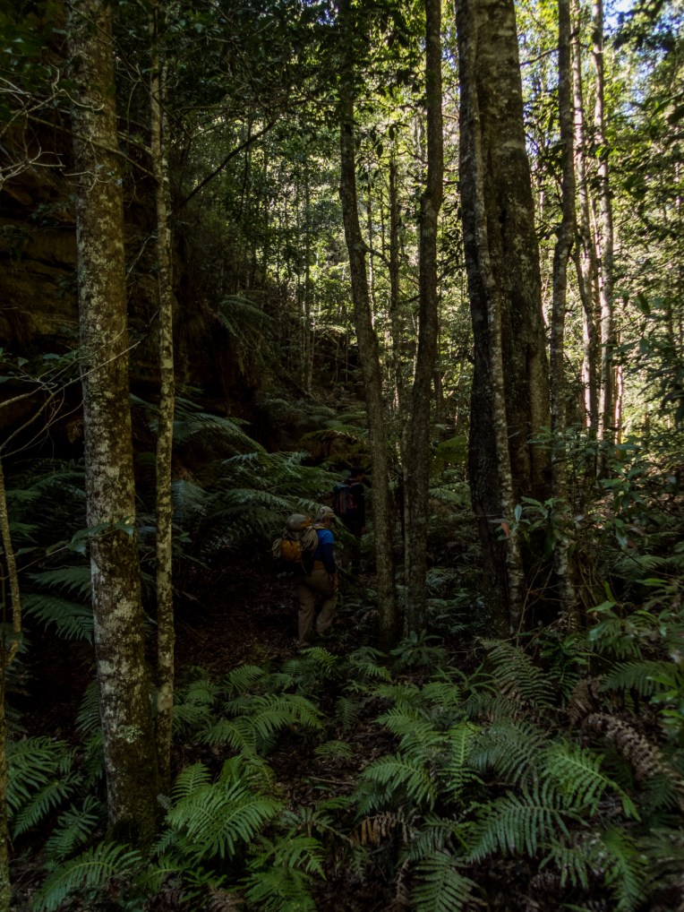 coachwood rocky creek-2.jpg