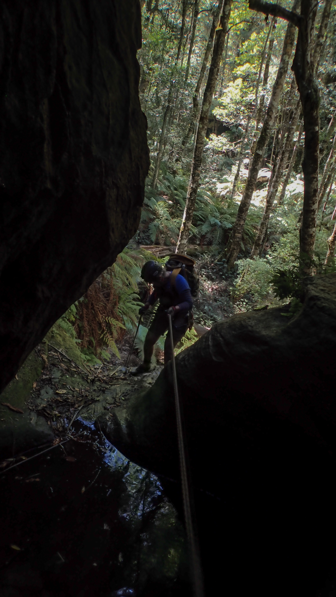 coachwood rocky creek-23.jpg