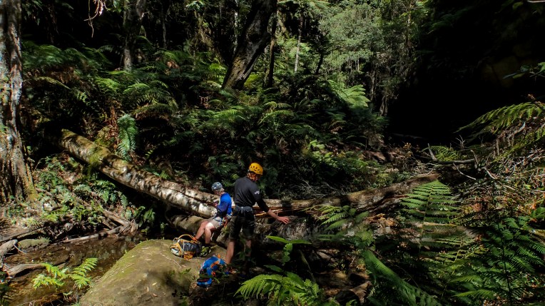 coachwood rocky creek-27.jpg