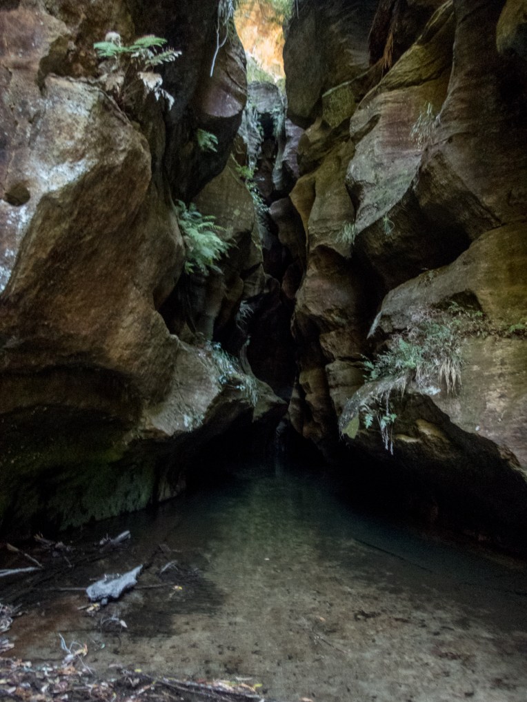 coachwood rocky creek-30.jpg