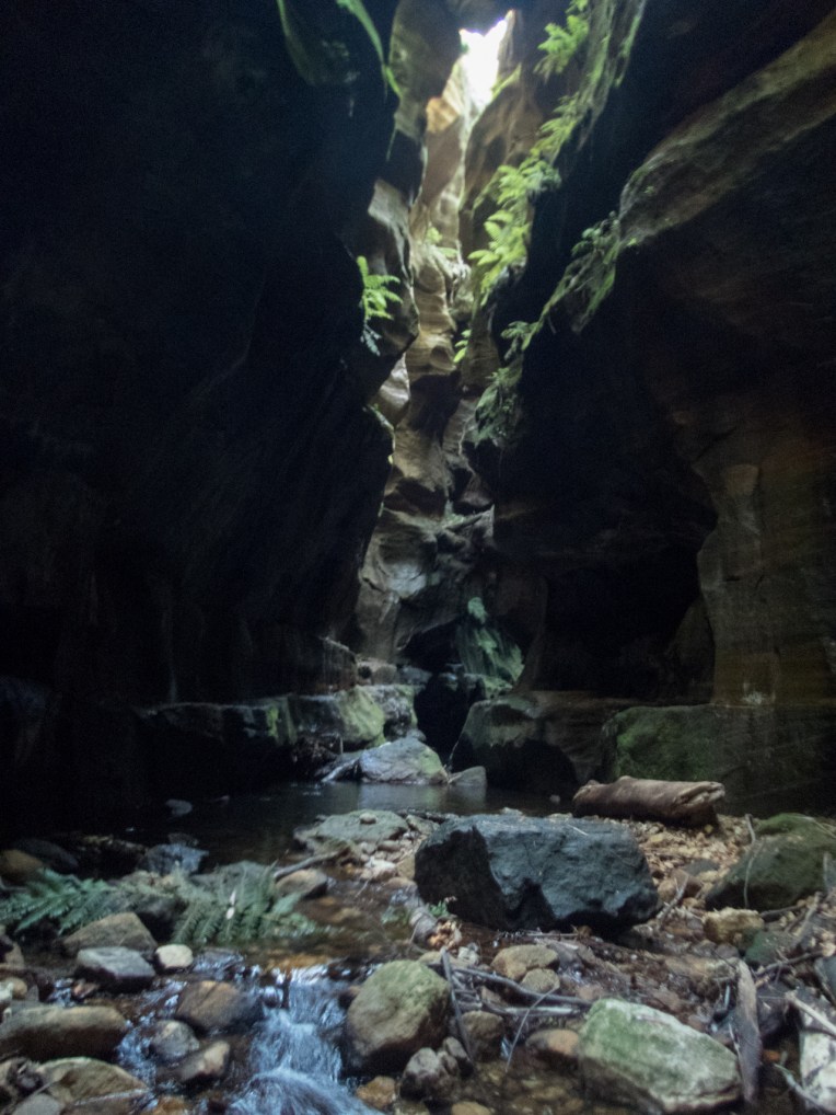 coachwood rocky creek-33.jpg