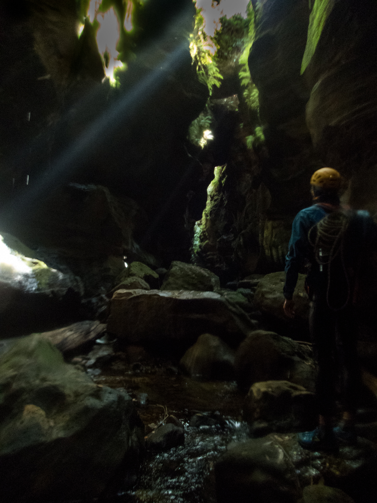 coachwood rocky creek-39.jpg