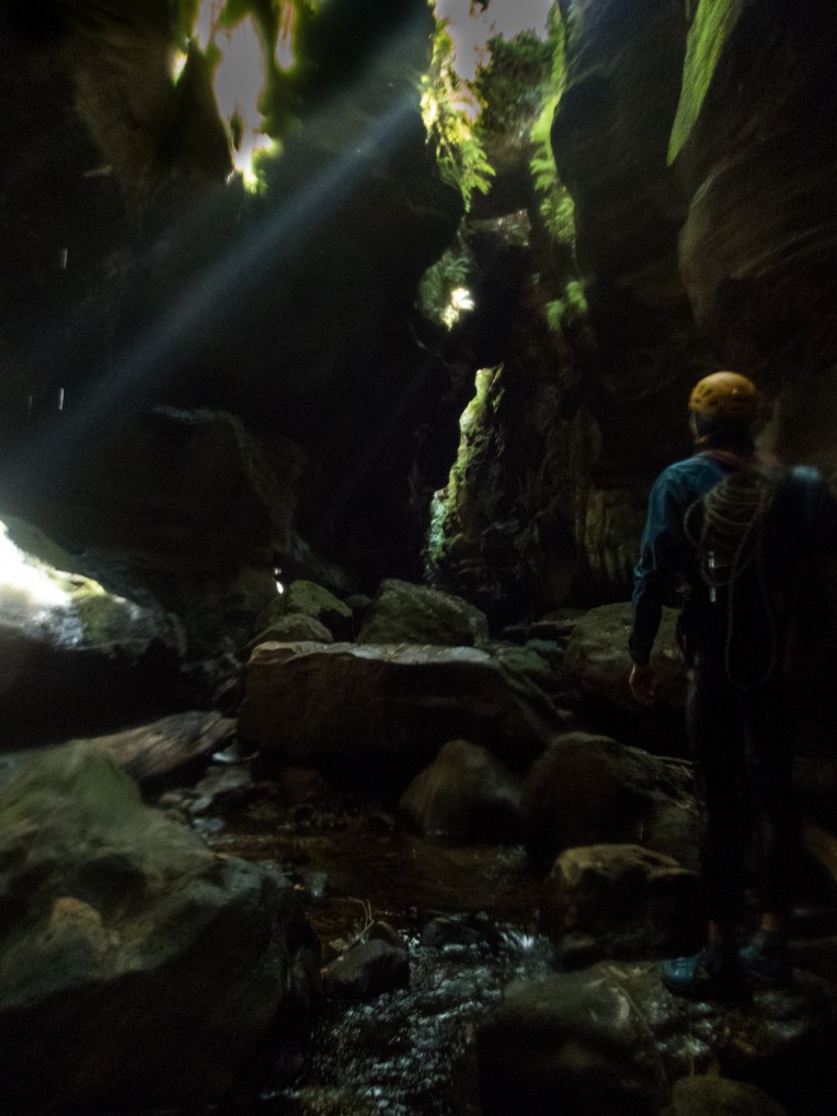 coachwood rocky creek-39.jpg