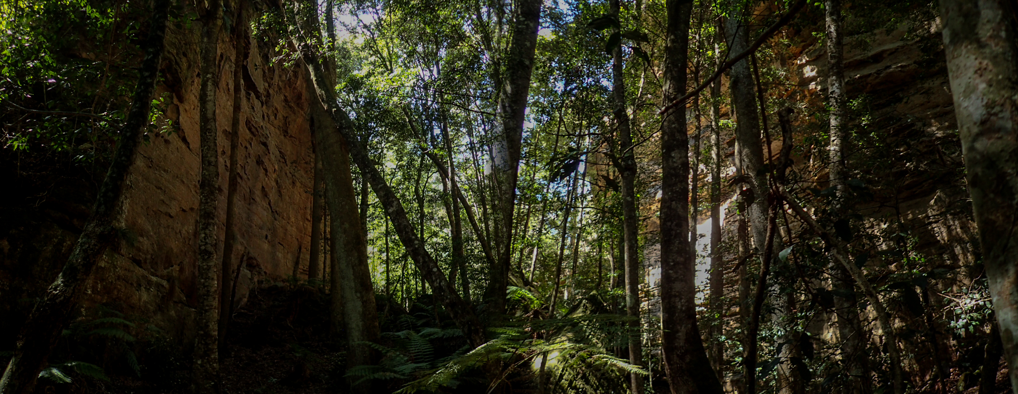 coachwood rocky creek-4.jpg