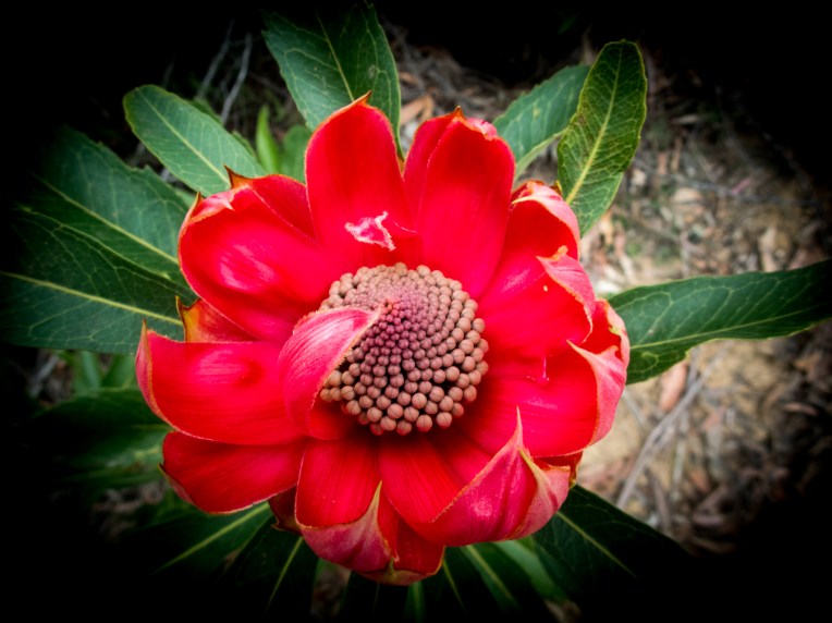 coachwood rocky creek-59.jpg