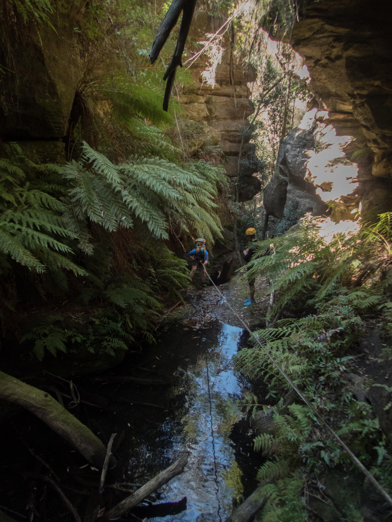 coachwood rocky creek-9.jpg