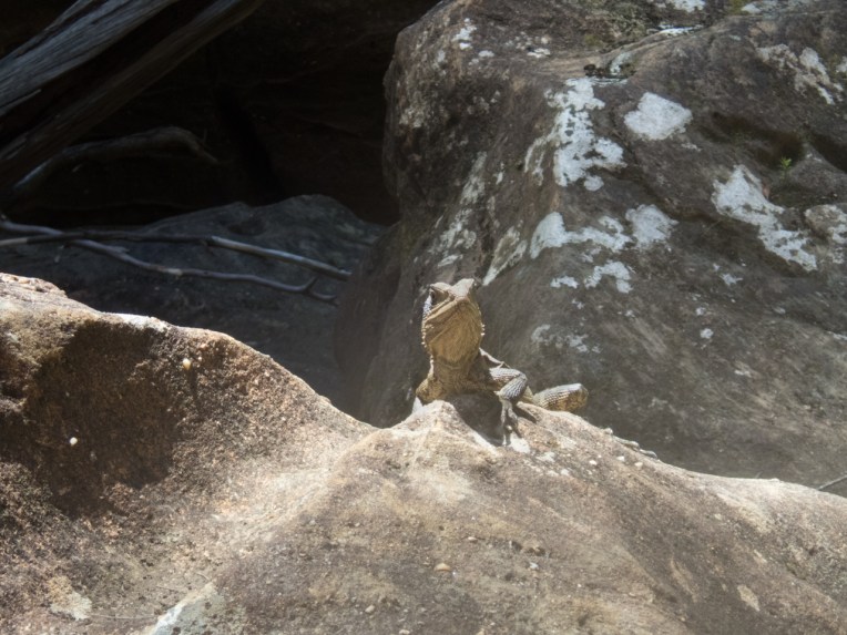 a wollangambe 2-24.jpg